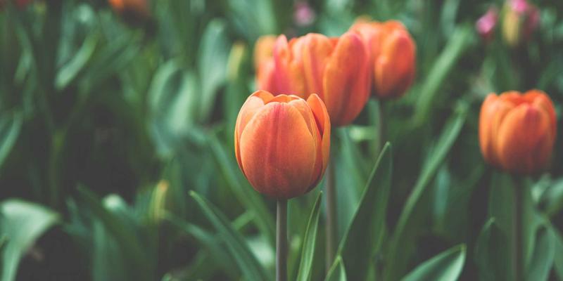 青岛日本留学中介如何选？资深顾问揭秘背景提升与申请决胜攻略